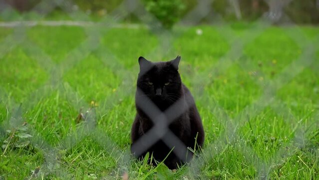 schwarze Katze hinter einem Zaun