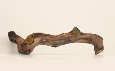 Old dry wood branch whith moss on beige light background. Minimal empty display product presentation scene.