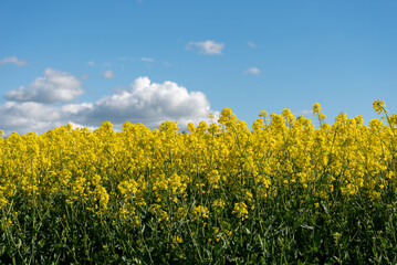Rapeseed flowers create a bright yellow field against a blue sky with white fluffy clouds in the English countryside. - obrazy, fototapety, plakaty
