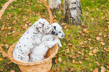 Obraz premium Dalmatian puppies playing on a meadow. Funny dogs in autumn garden.Purebred dalmatian outdoors in sunshine.active pets. Beloved, well-mannered and healthy animals.