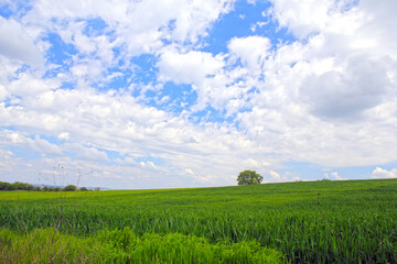 A tree against a blue sky with clouds

