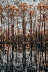 Spring sunset rural landscape, forest reflected in the lake