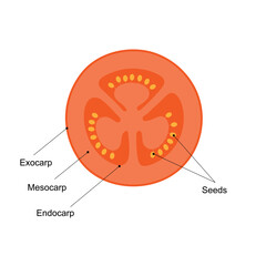 Diagram of a tomato fruit. Cross section.