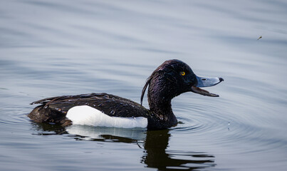 Tufted duck adult male swims close-up portrait. Tufted duck male is black except for white flanks and a blue-grey bill with gold-yellow eyes, along with a thin crest on the back of its head.  