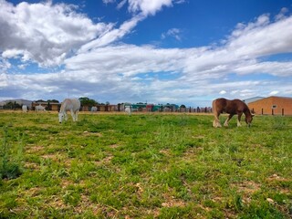 horse on the meadow