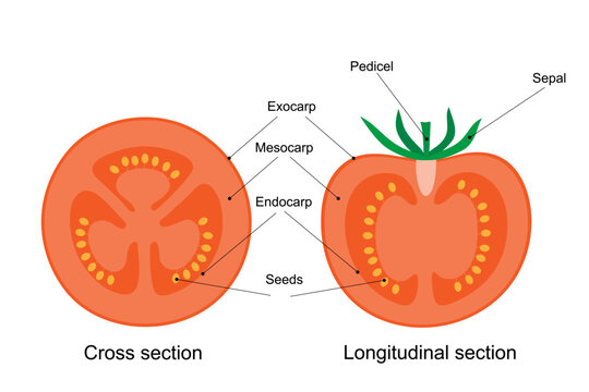 Diagram of a tomato fruit. Cross and longitudinal section.