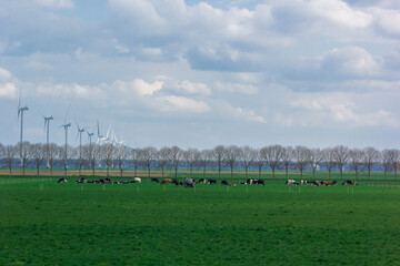 A herd of cows in a field in the Netherlands