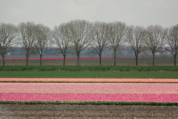 tulip field