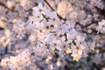 Drzewa pokryte różowymi kwiatami. Wiosenne tło © Monika