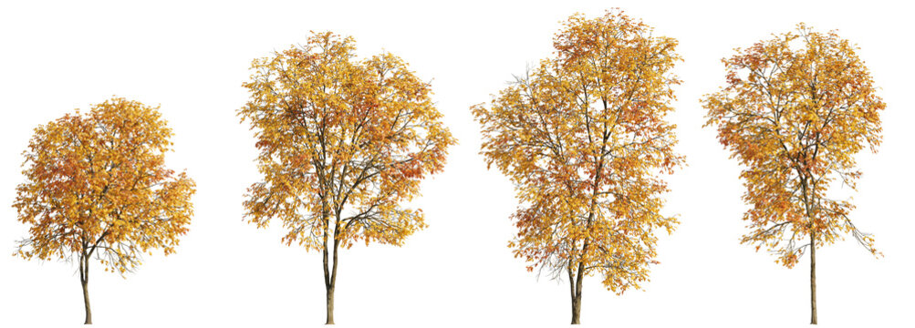 Set of 4 autumn large and medium Ash Fraxinus trees isolated png on a transparent background perfectly cutout