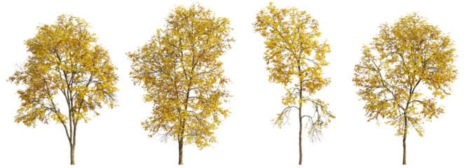 Poster Set of 4 autumn large and medium Ash Fraxinus trees isolated png on a transparent background perfectly cutout © Roman