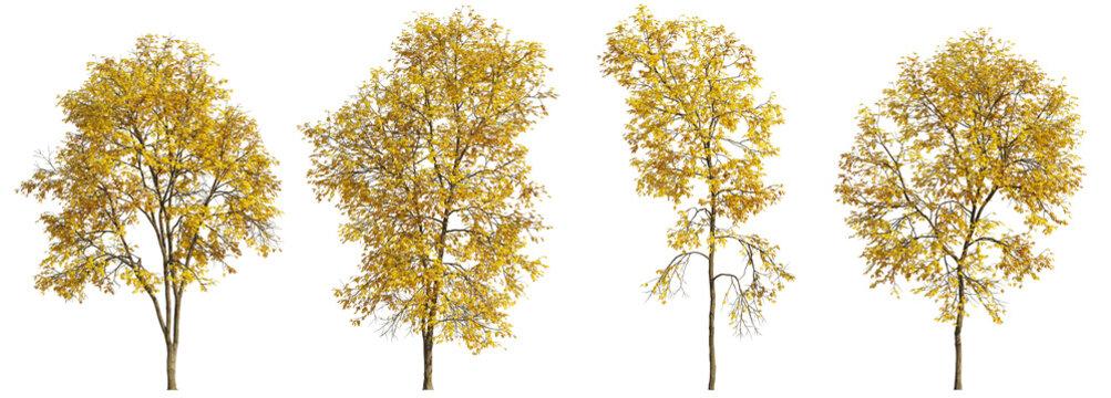 Set of 4 autumn large and medium Ash Fraxinus trees isolated png on a transparent background perfectly cutout