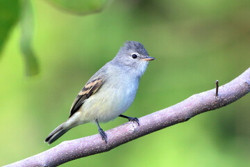Southern Beardless-Tyrannulet (Camptostoma obsoletum), isolated, perched on a branch on a green background