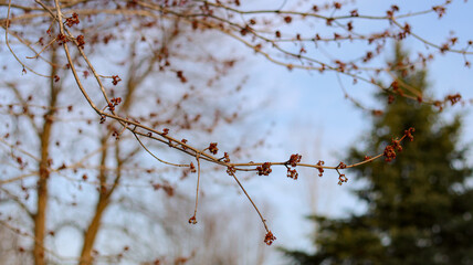 Branches of a tree