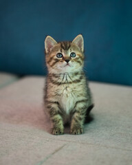 Fototapeta na wymiar 2 months old european kitten