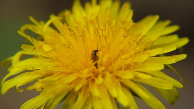 The insect collects nectar and pollen from a dandelion flower.
Dandelion officinalis produces nectar and pollen.
