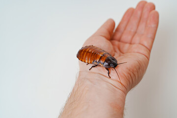 a man holds in hand a large hissing Madagascar cockroach on a white background
