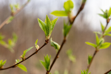 Green spring leaves, fresh buds on twigs in springtime beginning