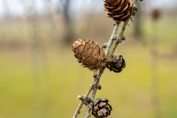 European Larch tree (Larix decidua) cones on a branch without needles