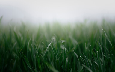 green grass rainy moody wallpaper