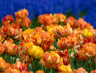 Fototapety  Tulipes oranges sur fond de myosotis