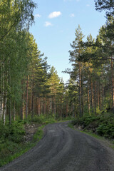 road in the forest