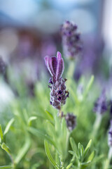 lavender in the garden
