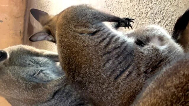 a baby kangaroo peeks out of a kangaroo bag at the zoo. Nizhny Novgorod. Russia