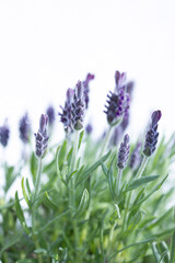 bunch of lavender