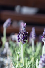 lavender in the garden