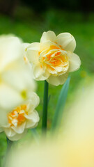Naklejka na ściany i meble Cheerfulness Narcissus, Double Daffodil bloom, vertical, close up photo