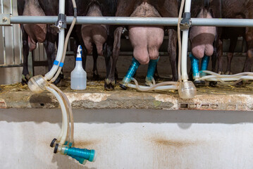 Goats from a farm in a specific feeder to retain them while they are milked by an automatic milking...