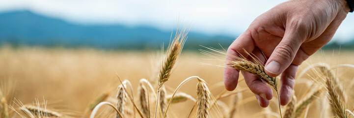 Closeup view of a farmer touching ripening golden ears of wheat growing in the field