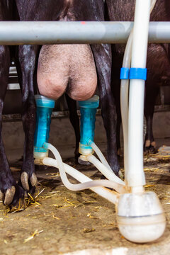 Automatic milking system on the udders of a goat. Close-up.