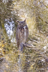 Great Horned Owl Male on Roost Near Nest