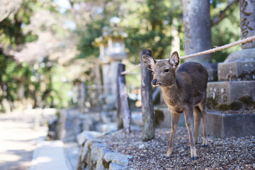 奈良公園の鹿