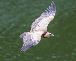 vulture in flight