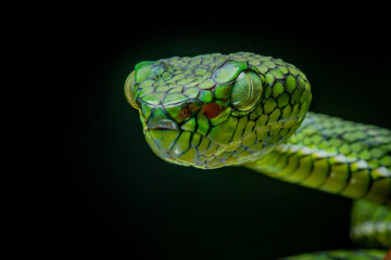 Portrait of a new species of green pit viper, Trimeresurus Calamitas native to nias Island of Indonesia with solid black background