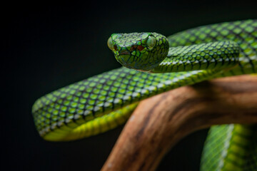 Portrait of a new species of green pit viper, Trimeresurus Calamitas native to nias Island of Indonesia with solid black background