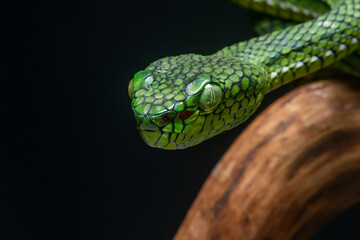 Portrait of a new species of green pit viper, Trimeresurus Calamitas native to nias Island of Indonesia with solid black background