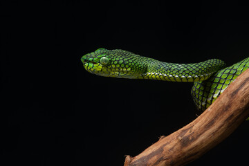 Portrait of a new species of green pit viper, Trimeresurus Calamitas native to nias Island of Indonesia with solid black background