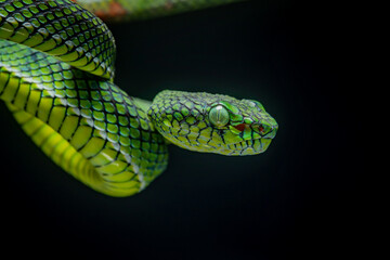 Portrait of a new species of green pit viper, Trimeresurus Calamitas native to nias Island of Indonesia with solid black background
