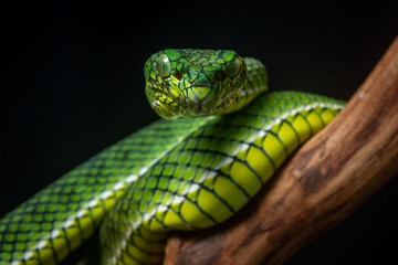 Portrait of a new species of green pit viper, Trimeresurus Calamitas native to nias Island of Indonesia with solid black background