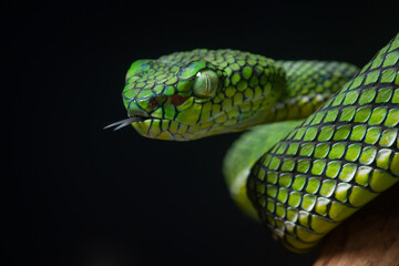 Portrait of a new species of green pit viper, Trimeresurus Calamitas native to nias Island of Indonesia with solid black background