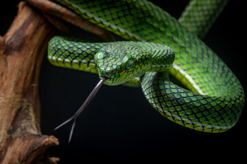 Portrait of a new species of green pit viper, Trimeresurus Calamitas native to nias Island of Indonesia with solid black background