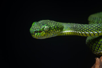 Portrait of a new species of green pit viper, Trimeresurus Calamitas native to nias Island of Indonesia with solid black background