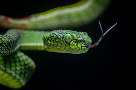 Portrait of a new species of green pit viper, Trimeresurus Calamitas native to nias Island of Indonesia with solid black background