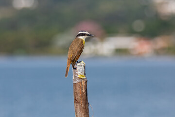 The Great Kiskadee also know as Bem-te-vi perched on the branch under rain . Species Pitangus sulphuratus. 