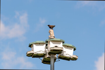 A Common Starling Perched On A Birdhouse In Spring