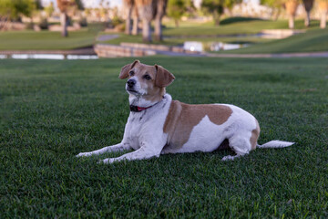 beagle at the golf course
